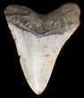 Megalodon Tooth - North Carolina #38707-2